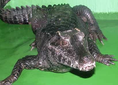 動物図鑑・コビトカイマン